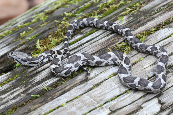 Rat Snake
